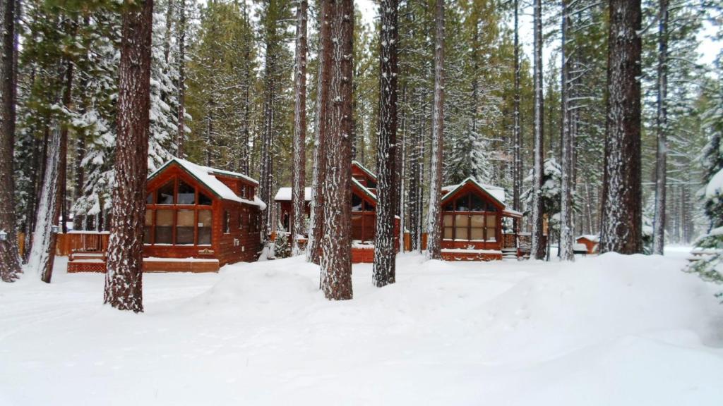 Cedar Pines Resort South Lake Tahoe Extérieur photo